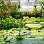 lily-house