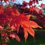 harcourt-arboretum-2
