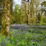 harcourt-arboretum-5