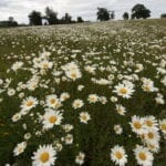 harcourt-arboretum